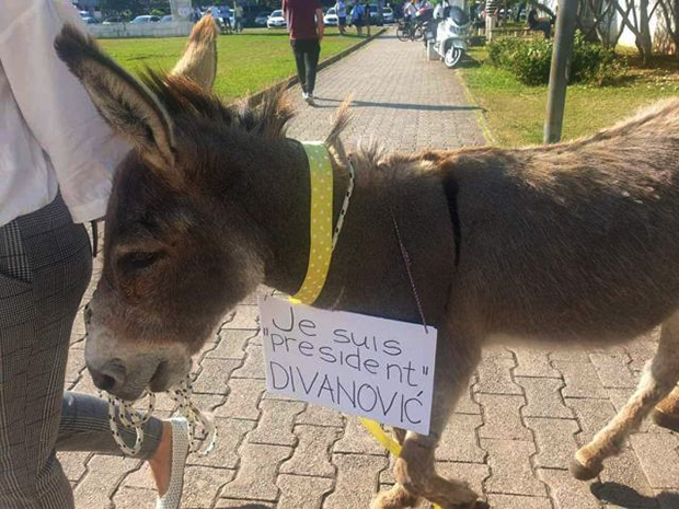 Кад је могао Калигулин коњ да буде изабран, може и господин са жутом краватом“ : Магарац пред зградом Општине Будва (ВИДЕО)